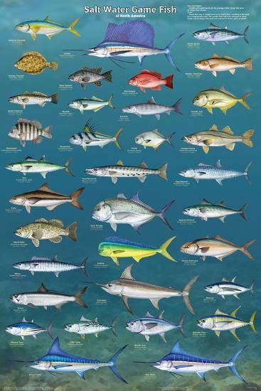 Salt Water Game Fish Posters