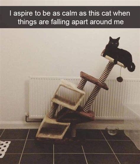28 Dumb Cat Memes For The Crazy Cat People In 2020 Crazy Cat People