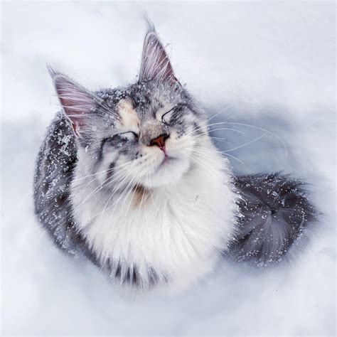 Post the definition of coon to facebook share the definition of coon on twitter. Maine Coon becoming one with snow - Democratic Underground