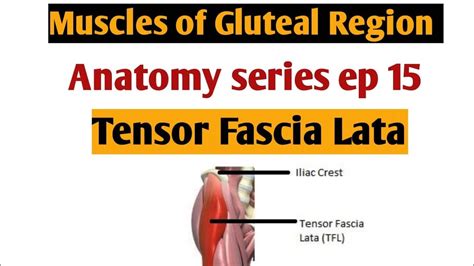 Tensor Fascia Lata Origin Insertion Nerve Supply And Action