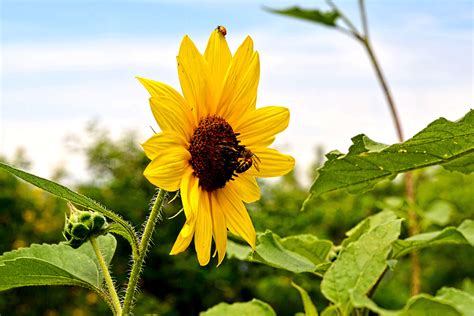 1920x1080 Wallpaper Yellow Sunflower And Leaf Photo Peakpx
