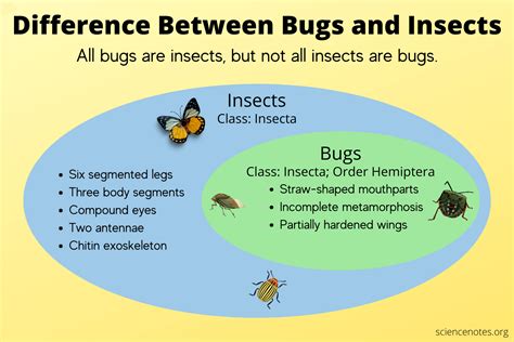 Types Of Bugs Types Of Insects Bugs And Insects Kiss Bug Learn