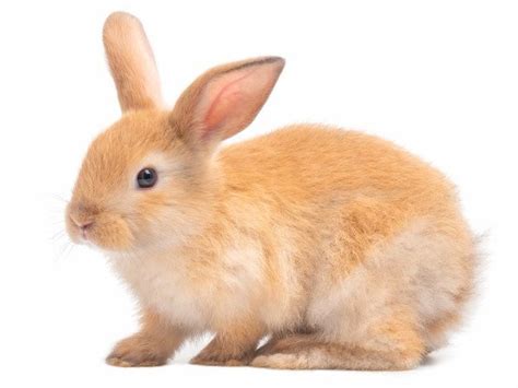 Side View Of Red Brown Cute Rabbit Isolated On White Background