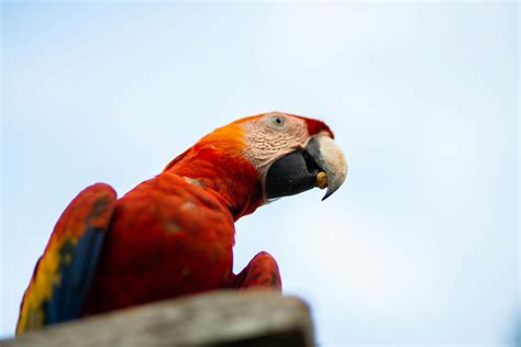 Photo Of A Macau Parrot · Free Stock Photo
