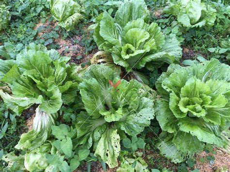 Gōng xǐ! can be translated as good wishes! 芥菜：增強免疫力又防癌的好食材︱蔬果水產集-酸女孩的甜點料理手記
