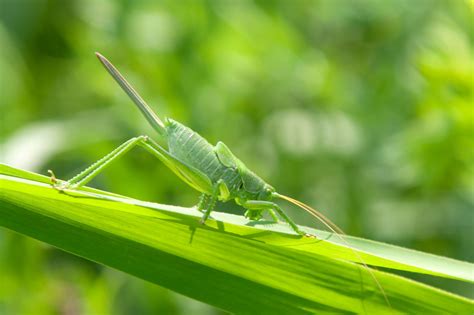 How To Get Rid Of Grasshoppers In Your Lawn Myhometurf