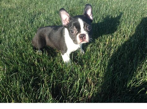 Are you wanting to teach your boston terrier how to sit, stay, shake, or potty training? Boston Terrier Puppies For Sale | San Diego, CA #214895