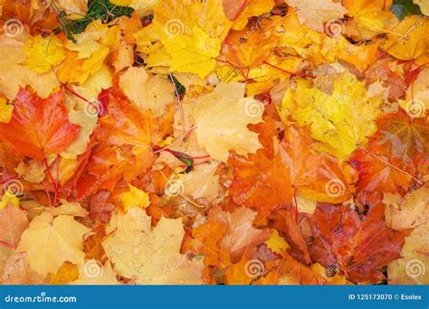 Autumn Colorful Orange Red And Yellow Maple Leaves Stock Photo Image