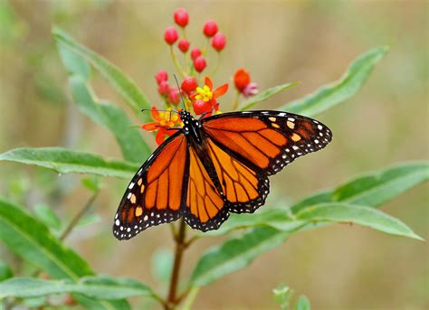 Monarch butterflies denied endangered species listing despite 99% decline