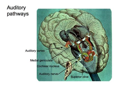 This fact belies the view of some researchers that single neurons cannot represent such complex information and that. Perception Lecture Notes: Auditory Pathways and Sound ...