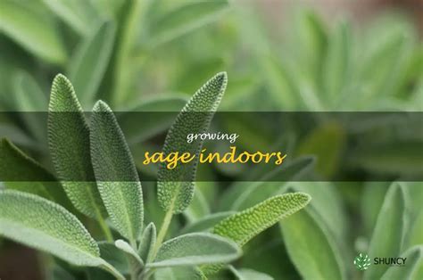 How To Grow Sage Indoors For Maximum Flavor And Aromatic Benefits Shuncy