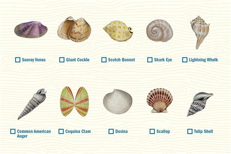 Guide To Navarre Seashells In With Images Navarre Beach Florida Navarre Beach Florida