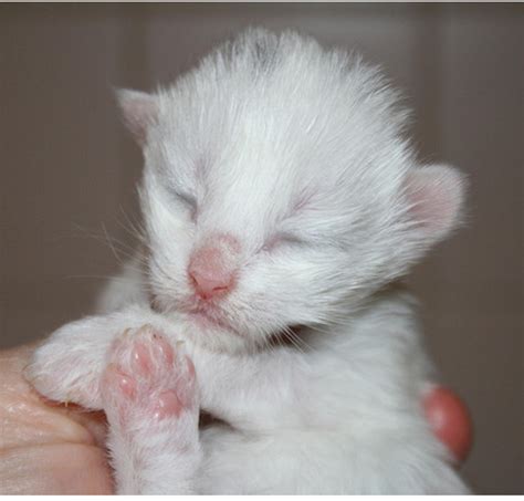 Cute Newborn Kittens Pictures Of A White Norwegian Fores Kittenpng 2