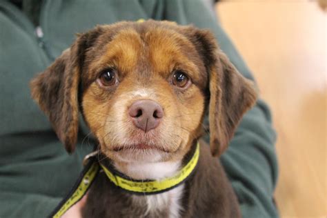 Looking At Binky Dogstrust Rehomeadog Rehome Dog Dog Crossbreeds