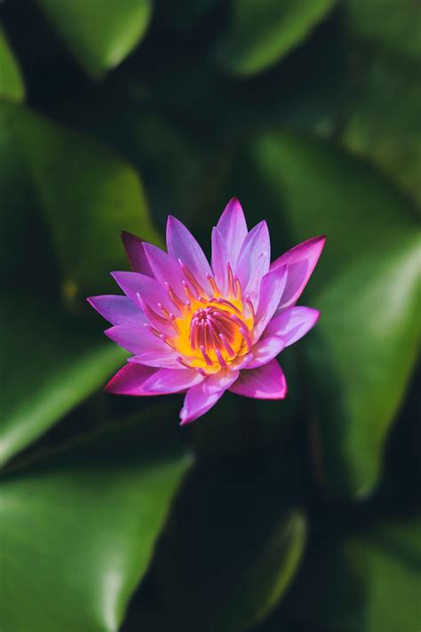 Purple Lotus Flower In Bloom Photo Free Image On Unsplash
