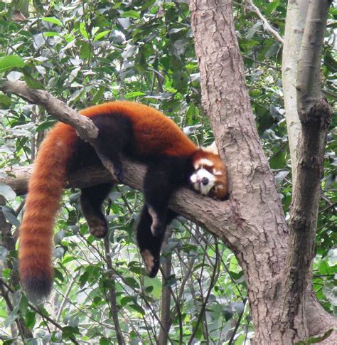 Me Every Day At 3 Pm Red Panda Cute Red Panda