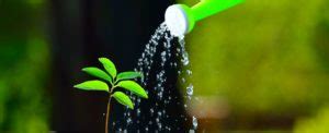How often and how much do you need to water your vegetable garden? How Often Should I Water A Raised Vegetable Garden? Dos ...