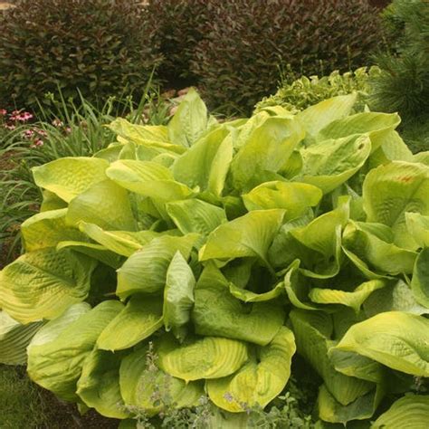 Hosta First Dance 3 Pot Size Starter Plant Etsy