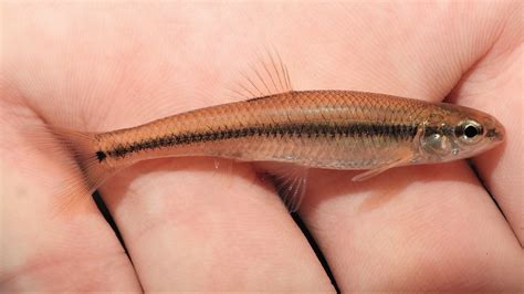 Maryland Biodiversity Project Bluntnose Minnow Pimephales Notatus