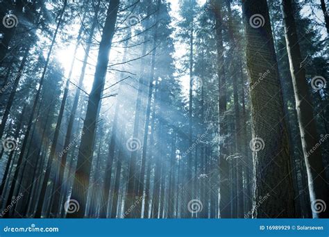 Sunlight Through The Forest Stock Image Image Of Rural Tree 16989929