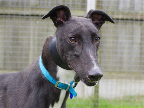 Can You Give Pj The Greyhound A Home In The Midlands