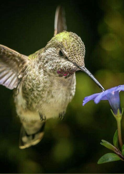 Pin On Hummingbirds