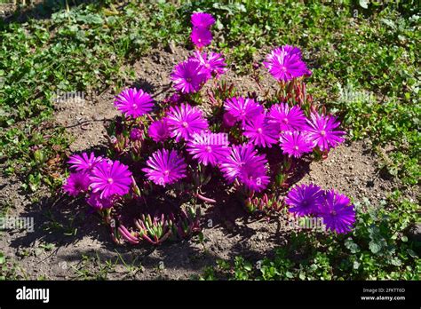Lampranthus Zeyheri Is A Succulent Plant Native To South Africa Stock