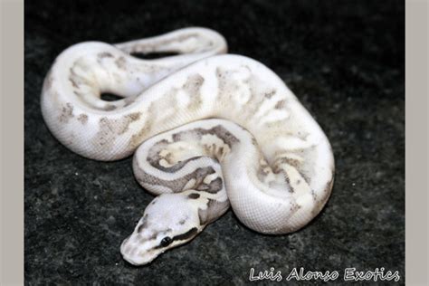 40 Ball Python Morphs: Types, Colors, Pictures