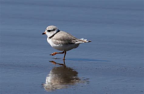 Creature Feature Piping Plover