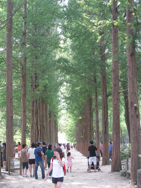 Whether you are a winter sonata fan or not, you'll enjoy the scenery as you stroll around this lovely island. That's Life: Chapter 12 : Nami Island,Korea - Winter Sonata