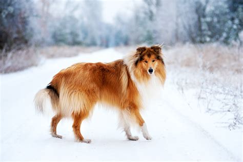 collie dog breed facts  information wag dog walking