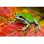 Amphibians Frog Wallpaper  HD Wallpapers