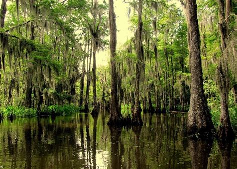 Bayou Vista La Louisiana Bayou Louisiana Swamp Bayou