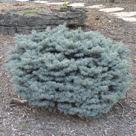 Dwarf Globe Blue Spruce Globosa Picea Pungens Glauca My Garden Life