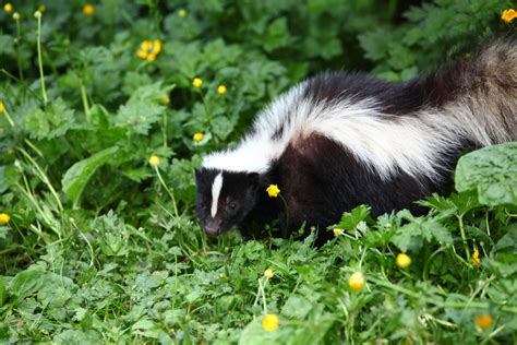 Why Youre Smelling Skunks This Week