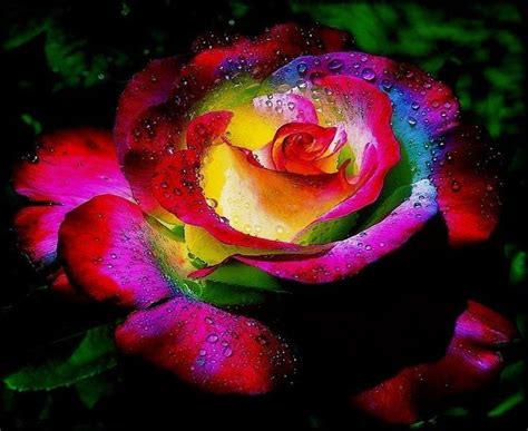 Rainbow Rose Are Real Flowers Rose Seeds Flower Seeds Beautiful Flowers