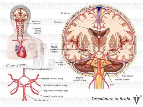 Stock Brain Normal Anatomy Vasculature Illustrated Verdict
