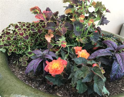 Tips For Growing Vibrant Coleus As A Houseplant Dengarden