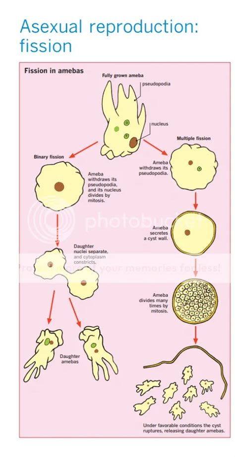 Amoeba Proteus Diagram