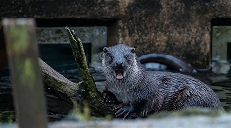 Otter Is Shocked Shocked I Tell You — The Daily Otter Otters