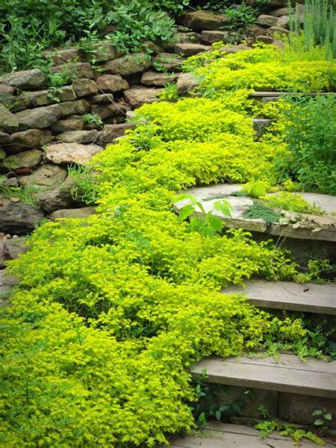 Bright Green Ground Cover Plant