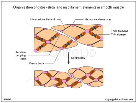 Diagram of smooth muscle contraction, smooth cardiac and skeletal muscle diagram, smooth muscle cell diagram, smooth muscle cell picture. Smooth Muscle Drawing at PaintingValley.com | Explore ...