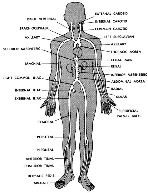 Images 09 Cardiovascular And Lymphatic Systems Basic Human Anatomy