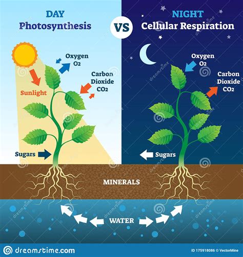 We did not find results for: Photosynthesis And Cellular Respiration Comparison Vector ...