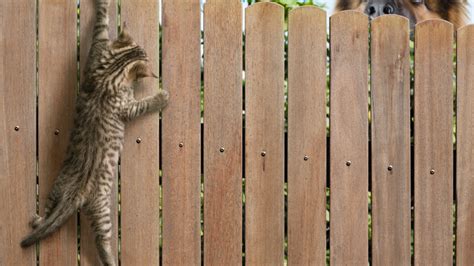 What To Do With Feral Cats In Your Neighborhood Metlife Pet Insurance