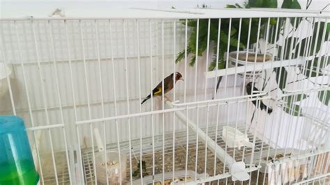 La cría de canarios cria del jilguero en cautividad YouTube luis