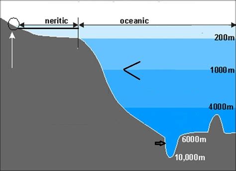 Chapter 13 Ocean Life Zones Diagram Quizlet