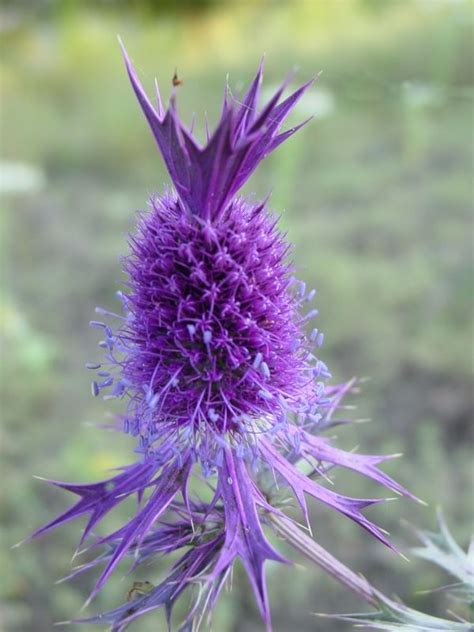 Purple flowers that look like roses. looks like a purple pineapple flower!!! way cool ...