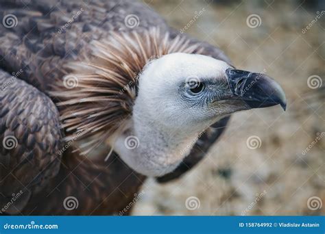 Close Up Face Looks Vulture Bird Of Prey Scavenger Closeup Stock Photo