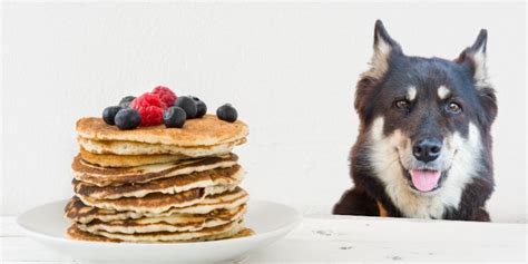 The images derives from a 2017 google result for can cats eat salami and evolved into a wholesome phrase which rose to popularity in november 2019. Can dogs eat pancakes? Plain, with blueberries, or syrup?